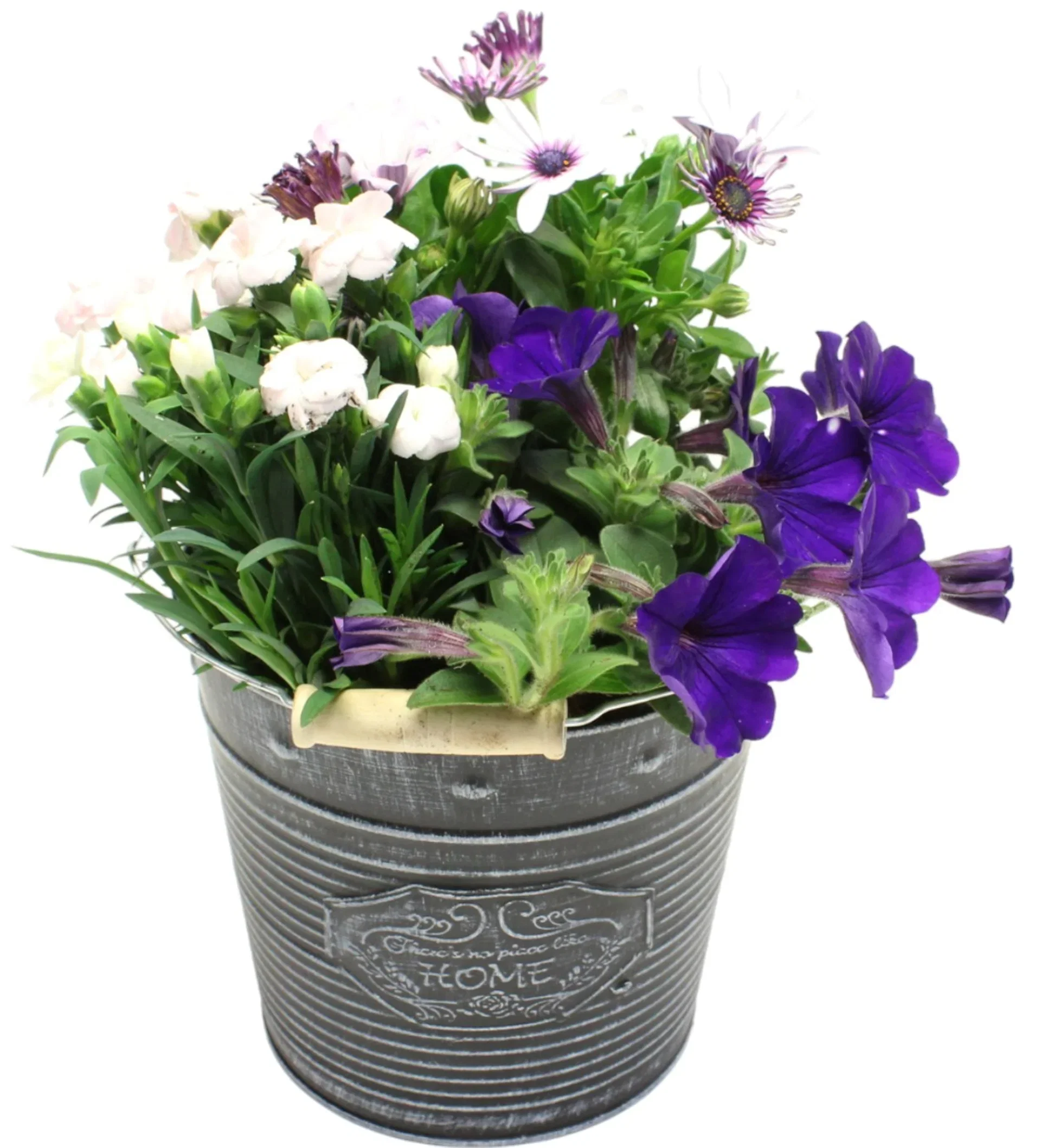 Dianthus in zink basket Sommerplanting i sinkbøtte Ø18 cm