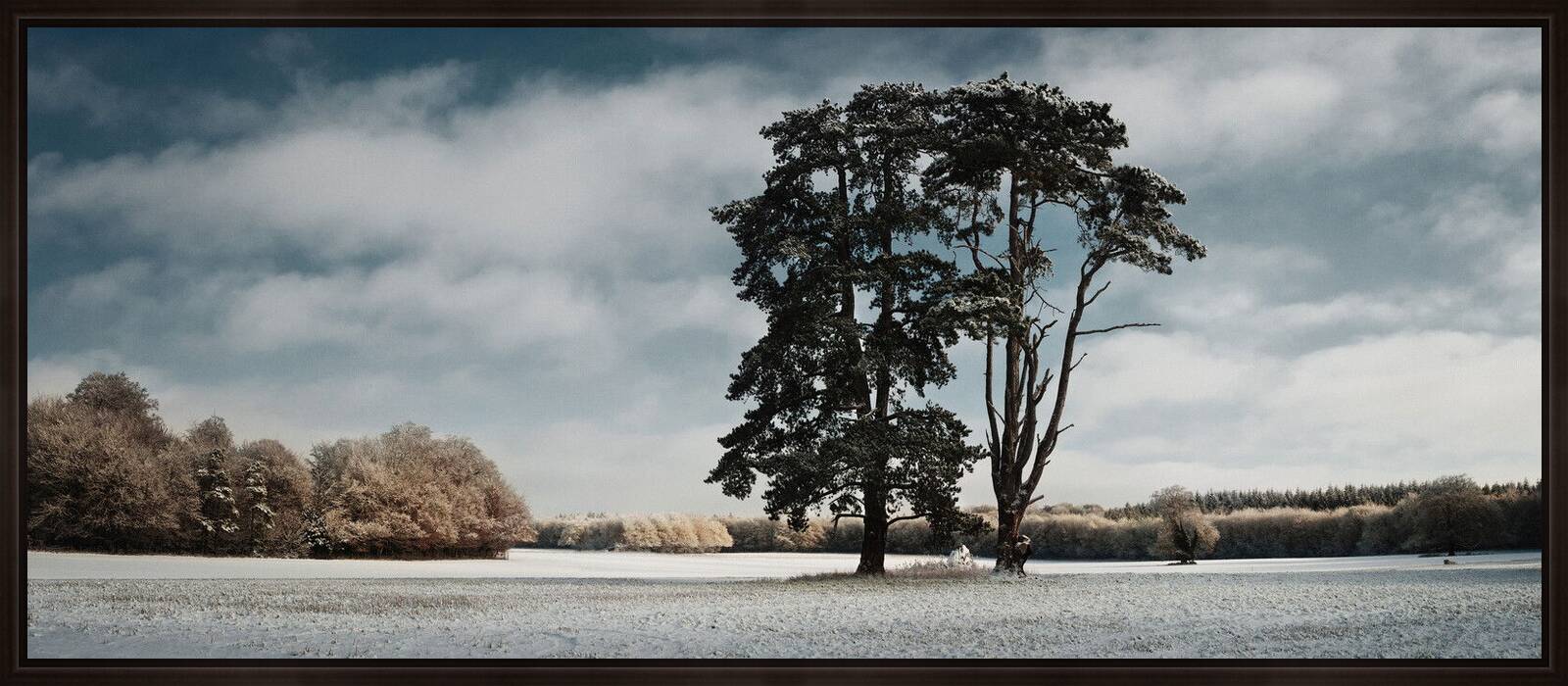 Trees, St Giles Park, Winter View by Justin Barton - Limited Edition. Edition of: 150. Signed.