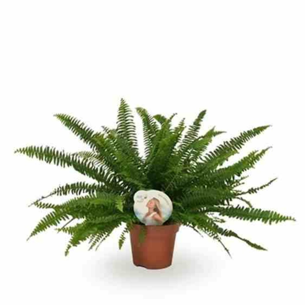 Nephrolepis exaltata green lady (fougères d'intérieur) taille pot de 10 litres 60/80cm