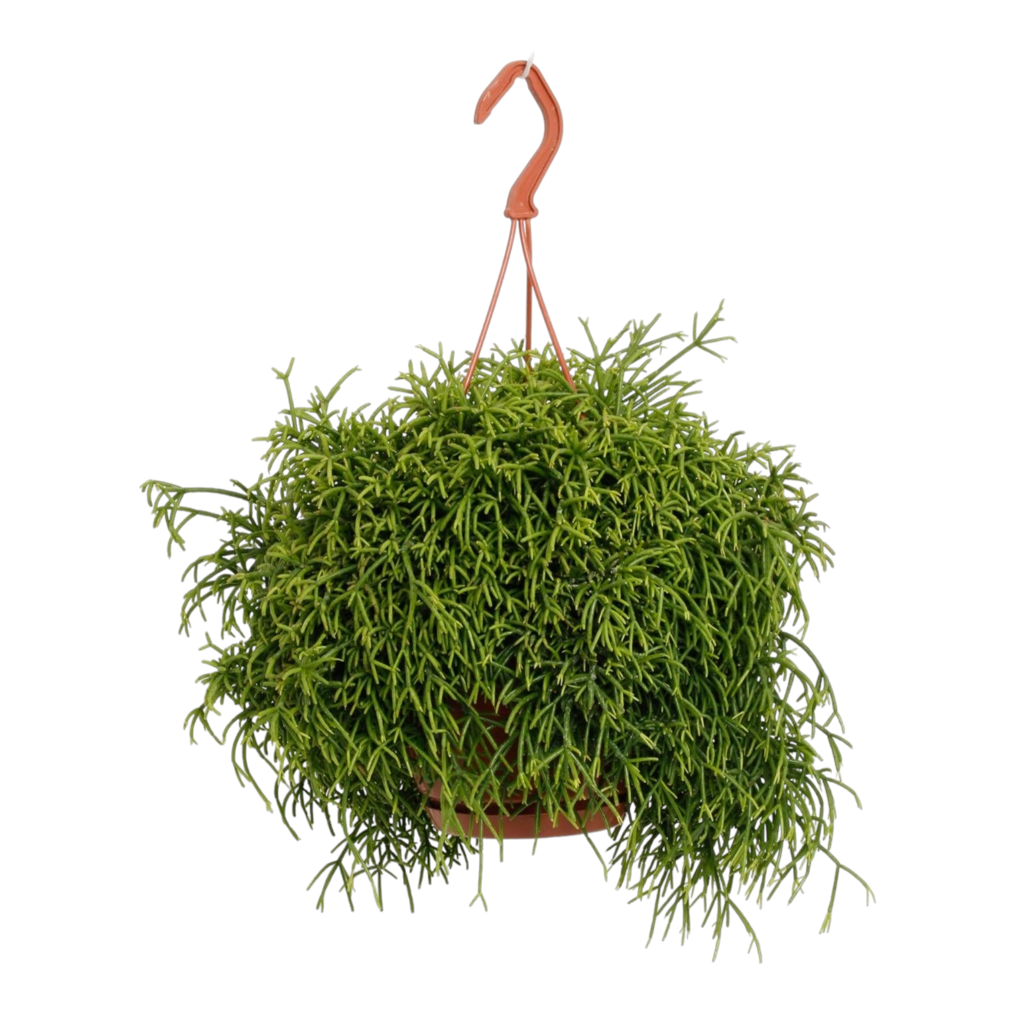 Plante d'intérieur - rhipsalis baccifera oasis 45.0cm