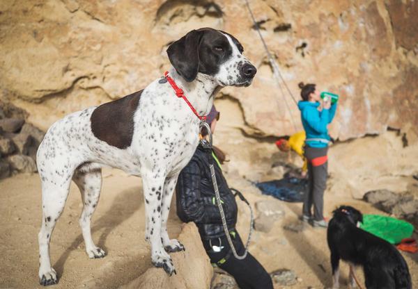 RUFFWEAR® Seil-Hundehalsband Knot-a-Collar™