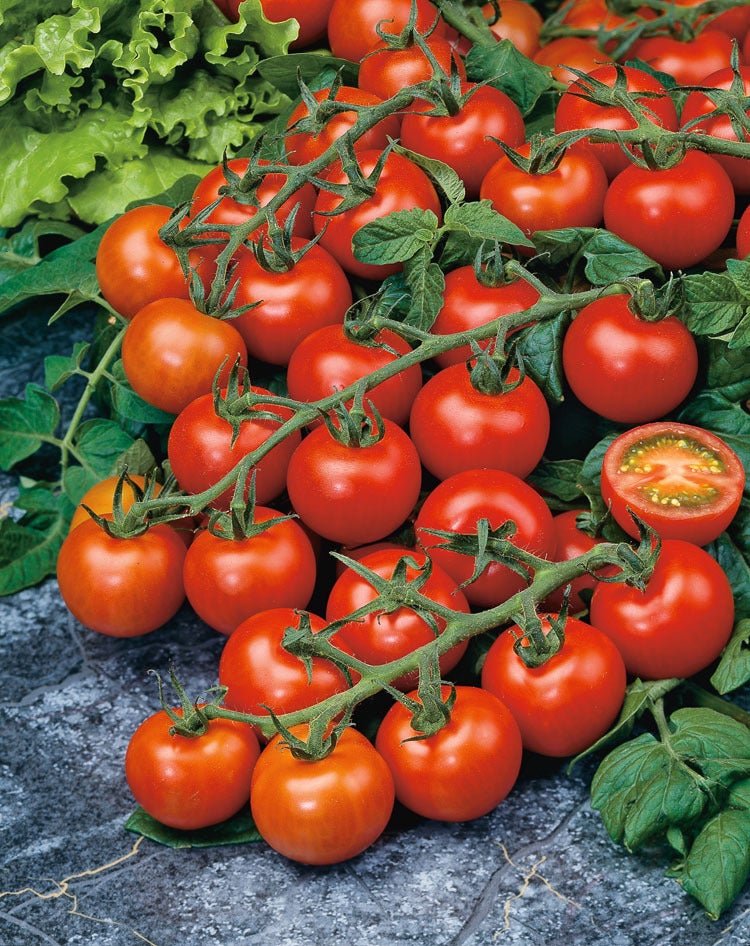 Tomaat Geënte Cherry (Lycopersicon esculentum)