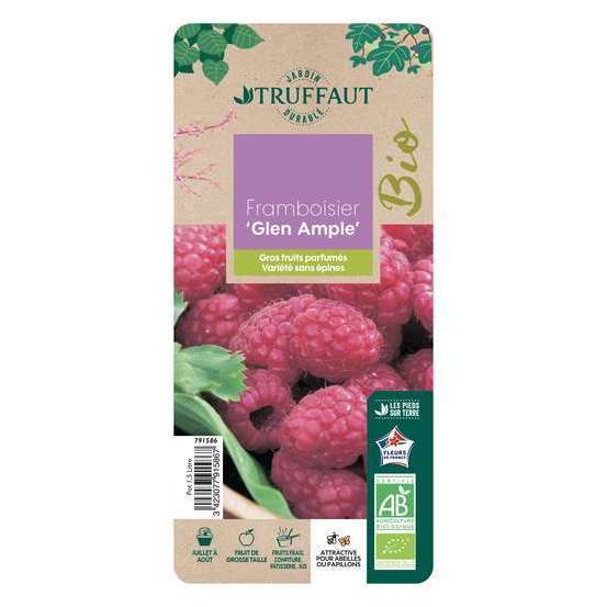 Framboisier 'Glen Ample' bio - pot de 1,5 L