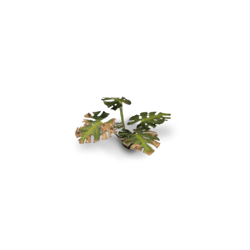 Laser Plants - Monstera