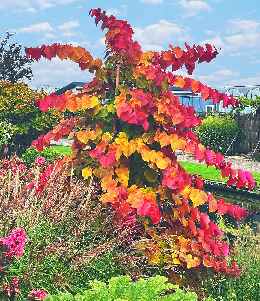 Cercis 'Eternal Flame®',Judasbaum
