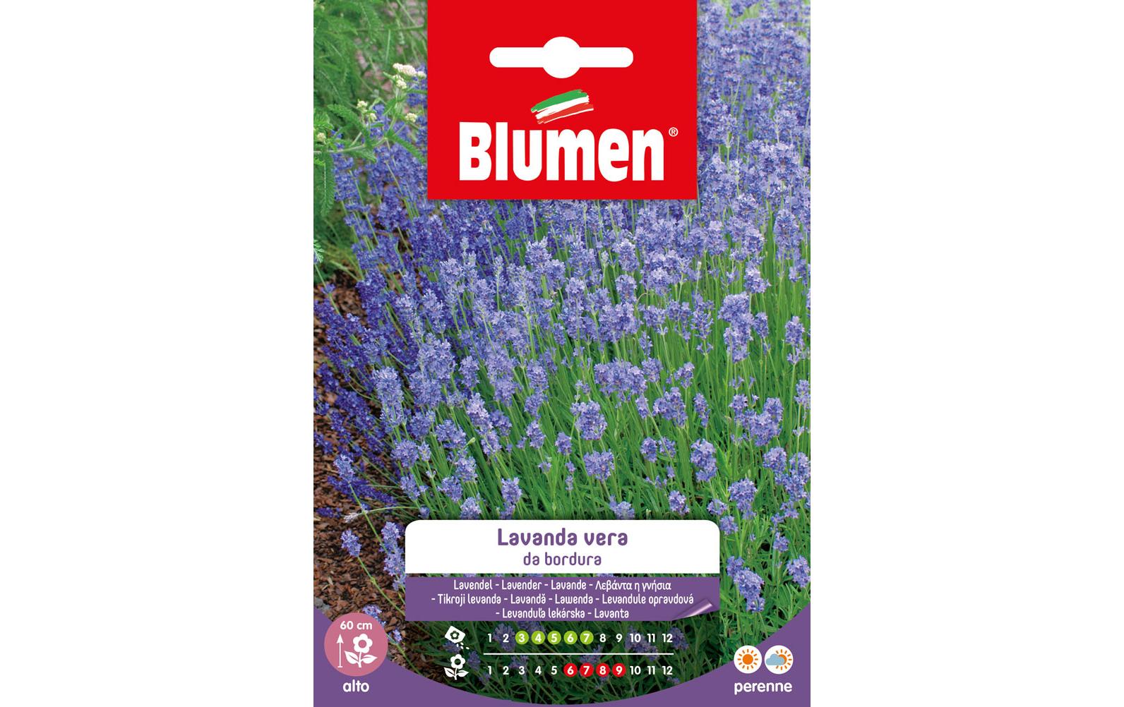 Saatgut Lavendel BlumenBlumensamen