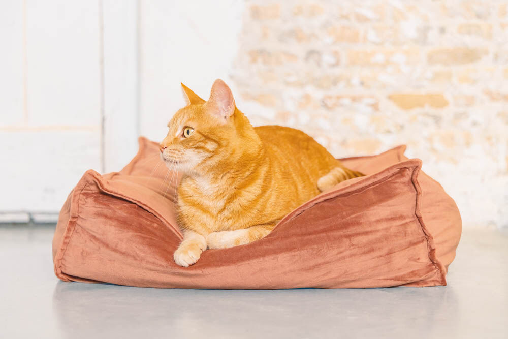 Designed by Lotte Velveti Kat - Kussen - Roze - 16x50x56 cm