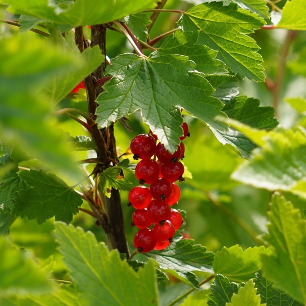 Groseille rouge jonkheer van tets - 2