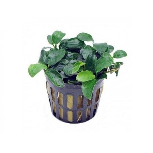 Tropica iberia Anubia nana bonsai planta aquática