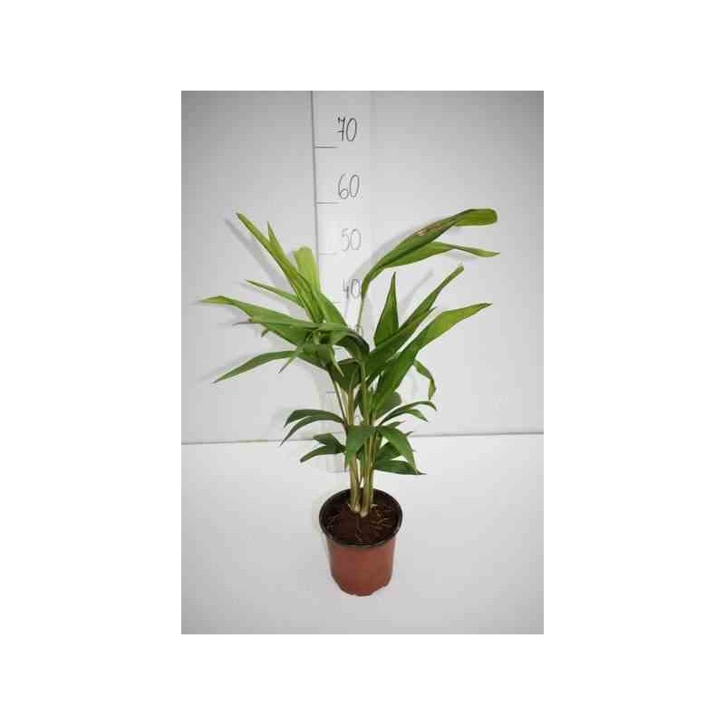 Archontophoenix cunninghamiana (palmier royal) rose - taille pot de 2 litres - 60/80 cm multi troncs