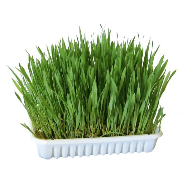 Kerbl Ervas Cultiváveis De Roer 100g