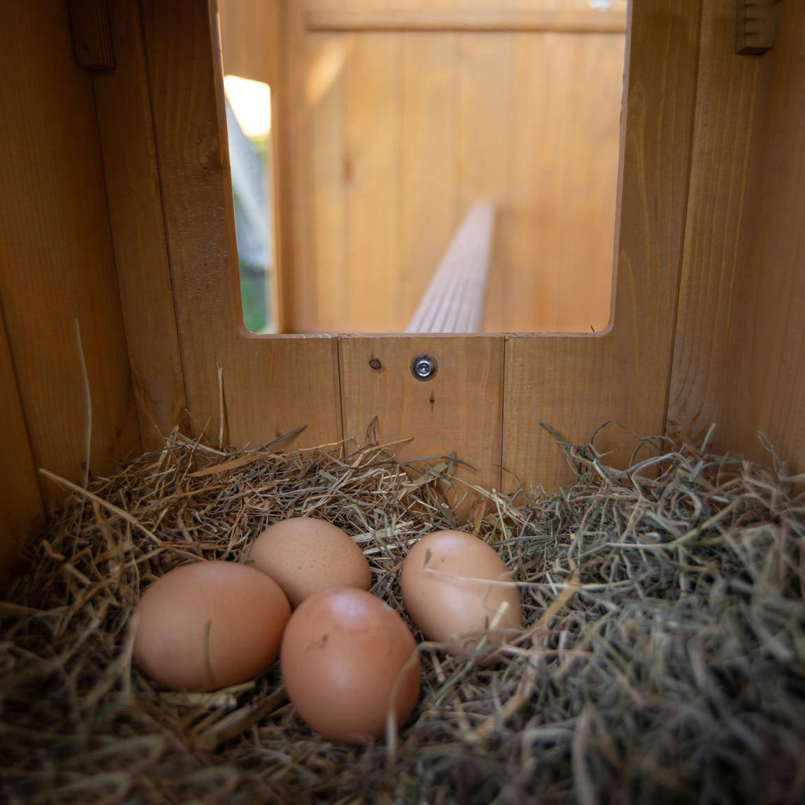 Ferplast poulailler maisonnette pour poules pondeuses hen house 10 d'extérieur, en bois fsc, pour environ 4 poules, accessoires