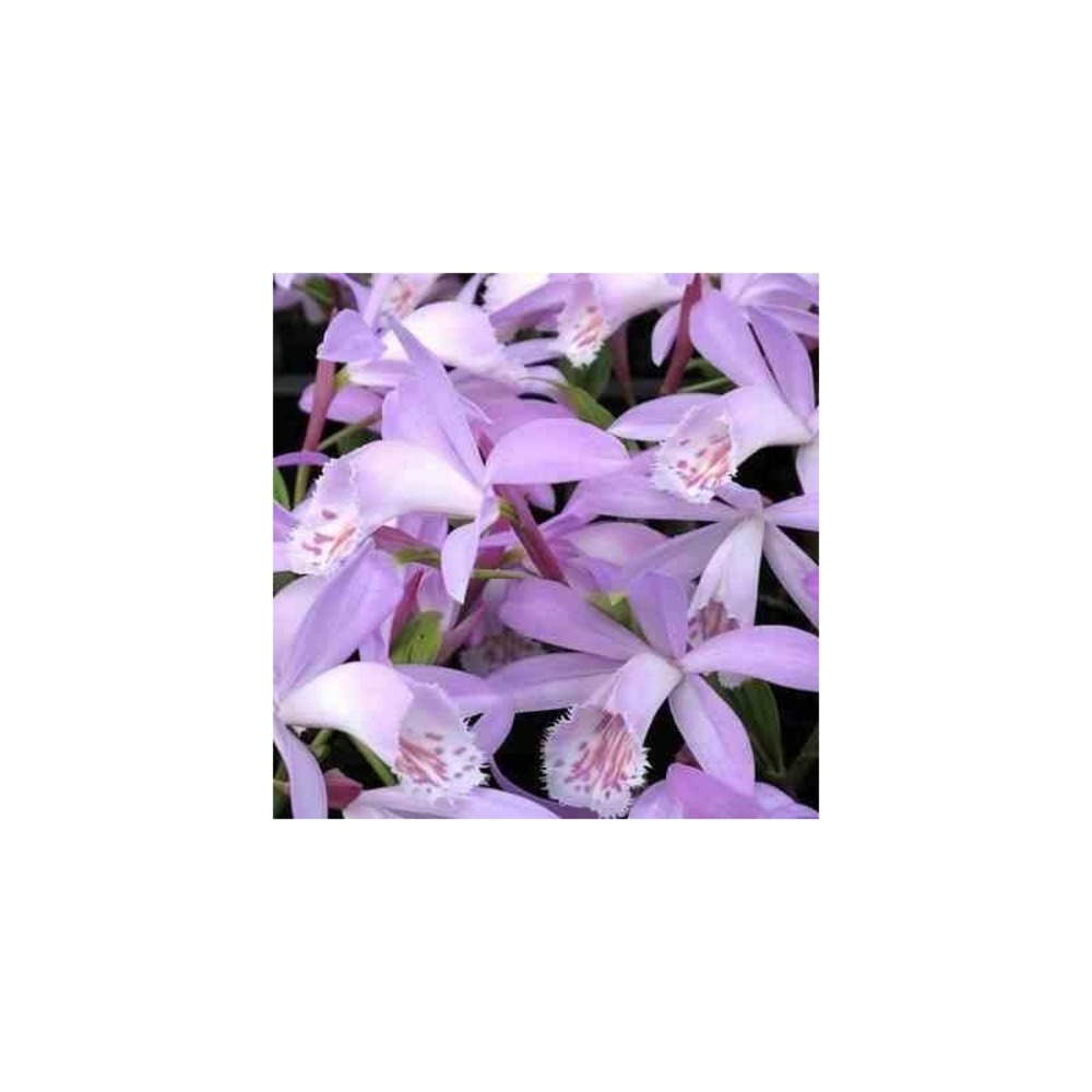 Pleione 'verdi' taille pot de 1 litre - 0/40 cm