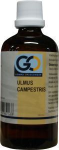 Go Ulmus campestris 100ml