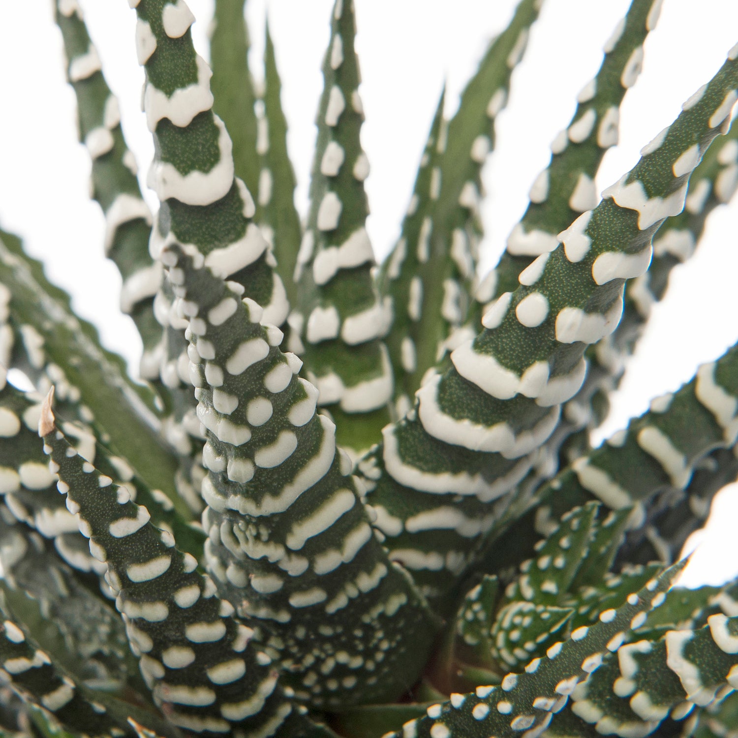 Haworthia (Haworthia fasciata 'Big Band') D 8 H 12 cm
