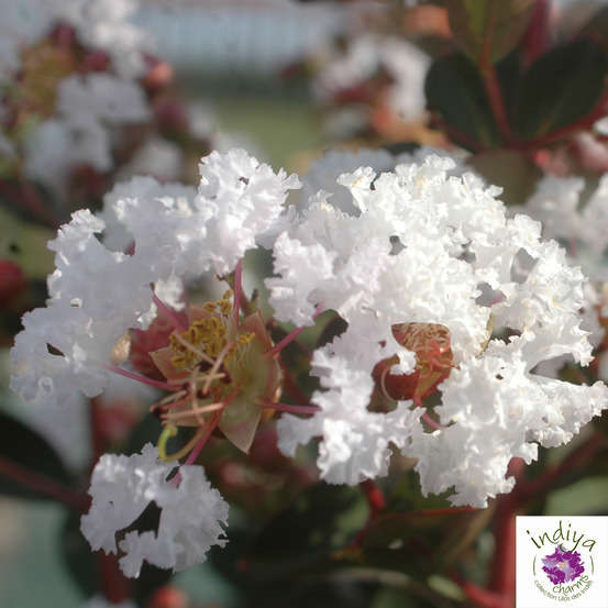 Lilas des Indes pot déco 7,5L