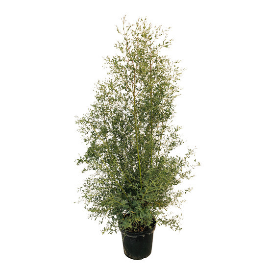 Eucalyptus Gunni 'France Bleu' pot 7,5L