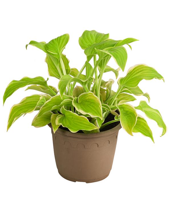 Funkie 'Frozen Margarita'
