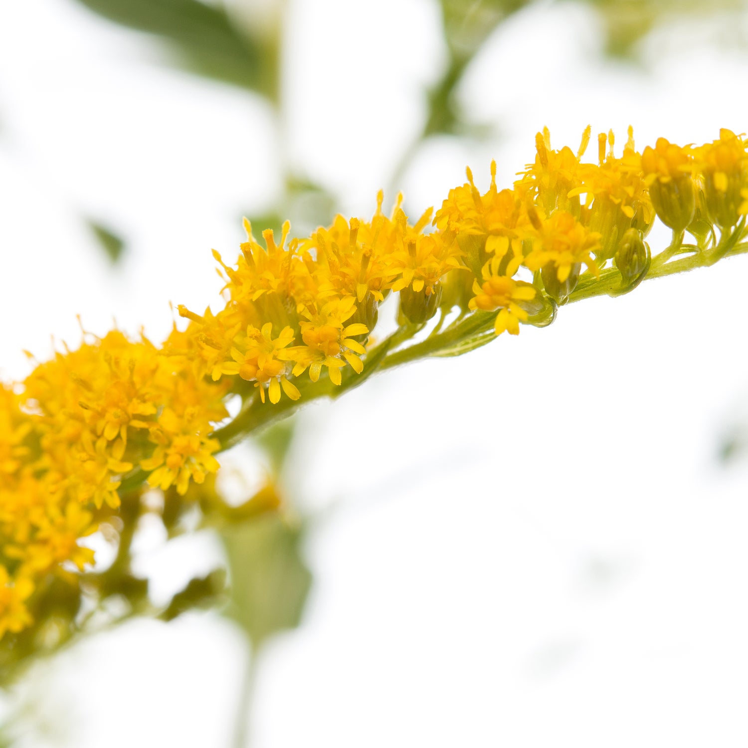 Guldenroede (Solidago 'Strahlenkrone') D 11 H 10 cm