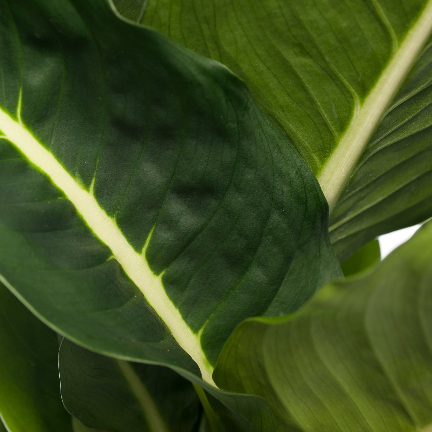 Dieffenbachia (Dieffenbachia 'Green Magic') D 17 H 65 cm