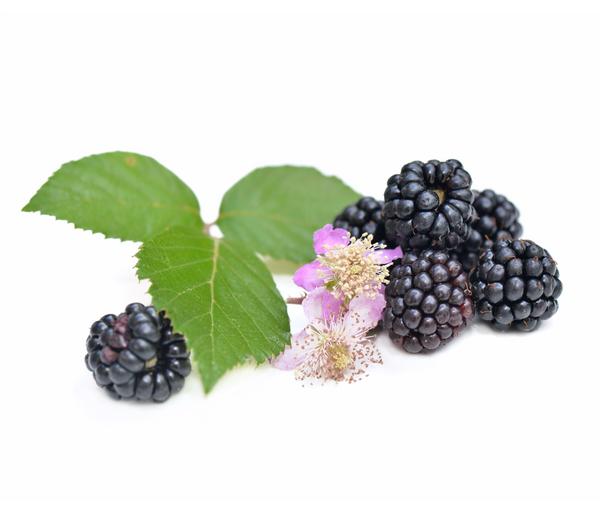 Brombeer-Set Brombeer-Bowl, 4-teilig