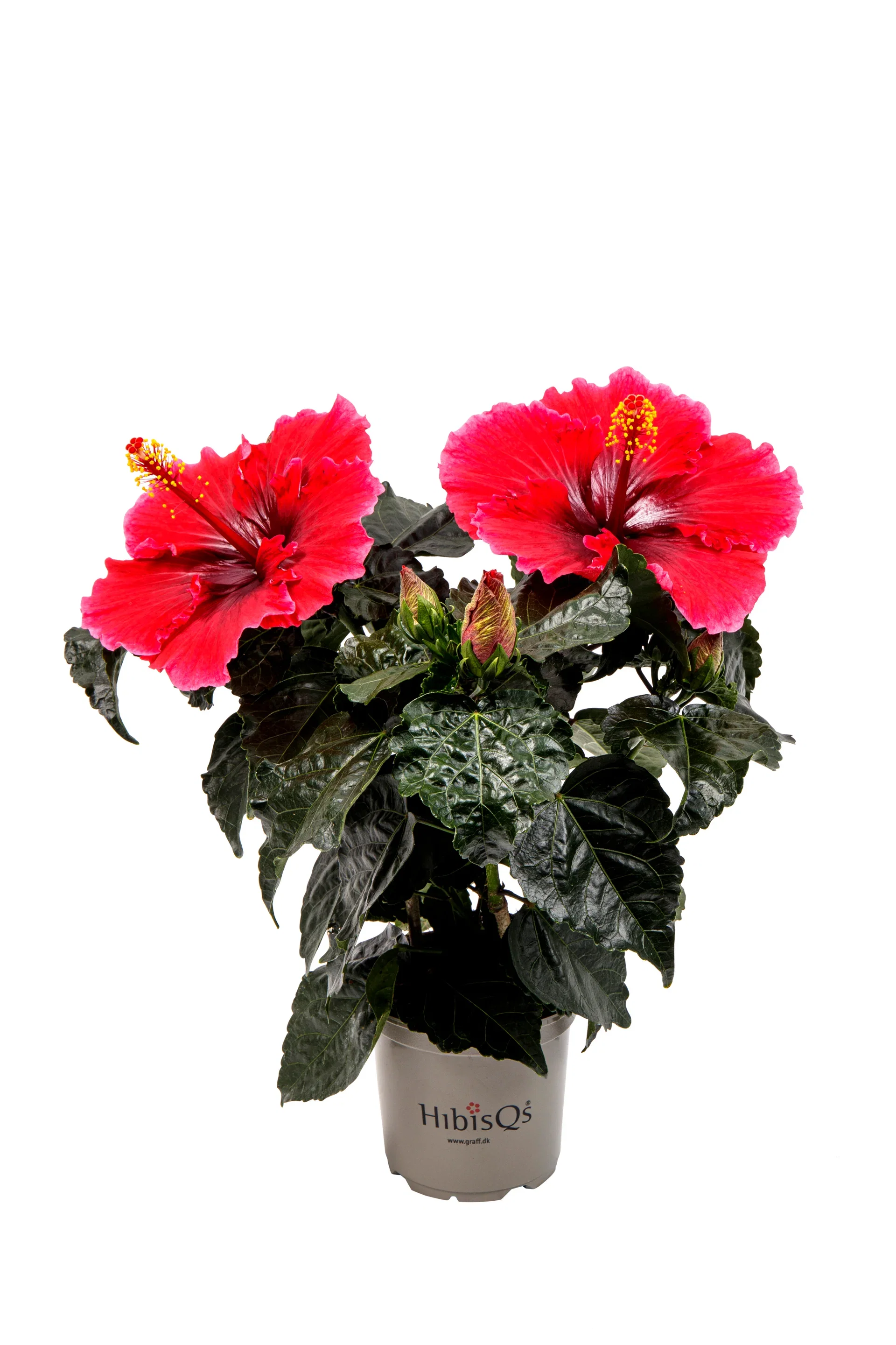 Hibiscus Hawaiirose Høyde 25 cm