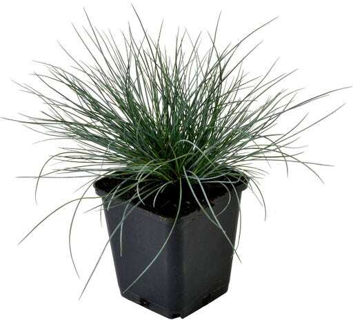 Zwenkgras (Festuca glauca 'Elijah Blue') D 9 H 10 cm