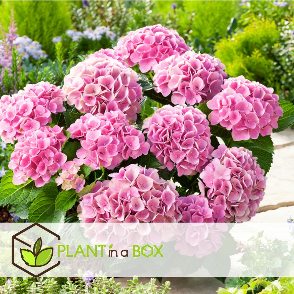 Hydrangea macrophylla - rose - set de 6 - hortensia - pot 9cm - hauteur 25-40cm