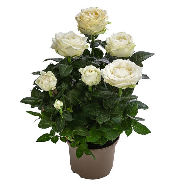 Topfrose - Rosa chinensis 'Infinity'