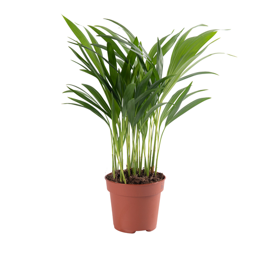 Palmier, Areca Dypsis - pot D.12 cm