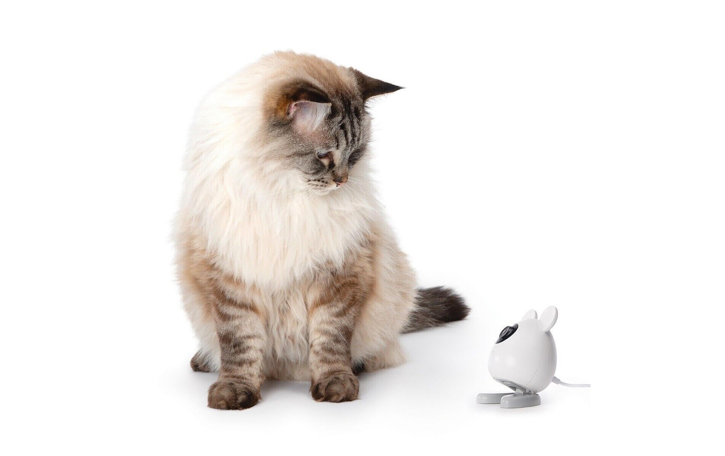 Catit Überwachungskamera »Pixi Smart Mouse Weiss« Innenbereich