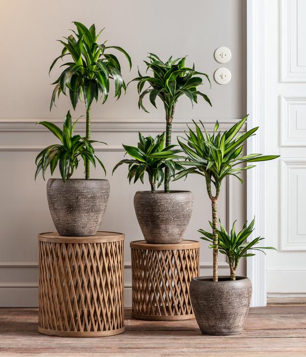 Drachenbaum - Dracaena fragrans 'Rikki'