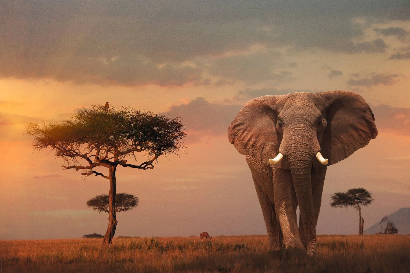 Poster Elefant, Savanne, 61 x 91 cm