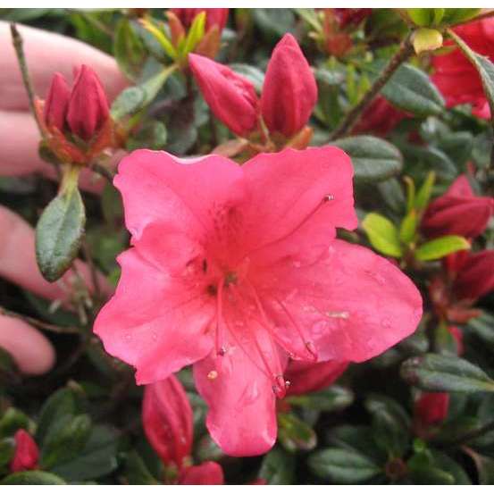 Azalea japonica 'Arabesk', 7.5 litres (rouge cerise)