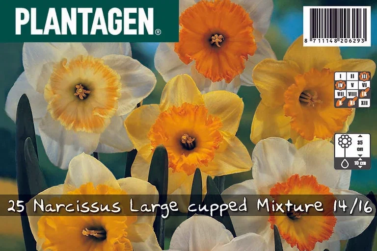Narcissus Påskelilje miks