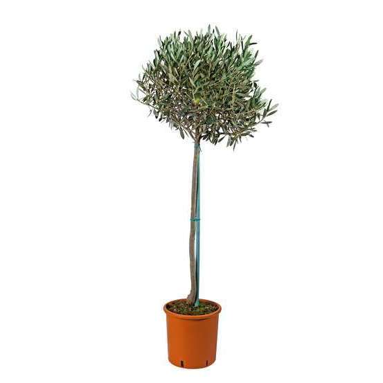 Olivier, Olea europeae : H100 cm Tige pot D20cm