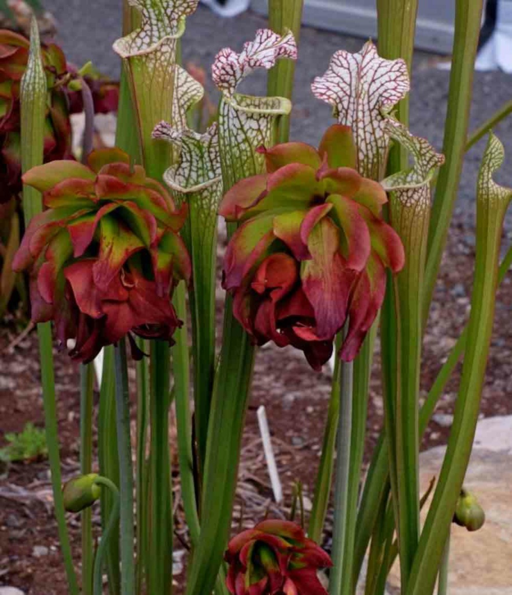 Sarracenia leucophylla (sarracénie blanche) taille pot de 1 litre -10/30 cm