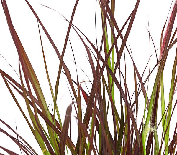 Rotes Lampenputzergras 'Summer Samba'