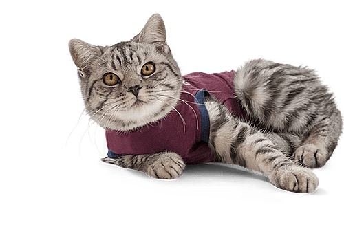 Jacketz Medical Body Suit voor Katten | Maat X-Small | 11771.2