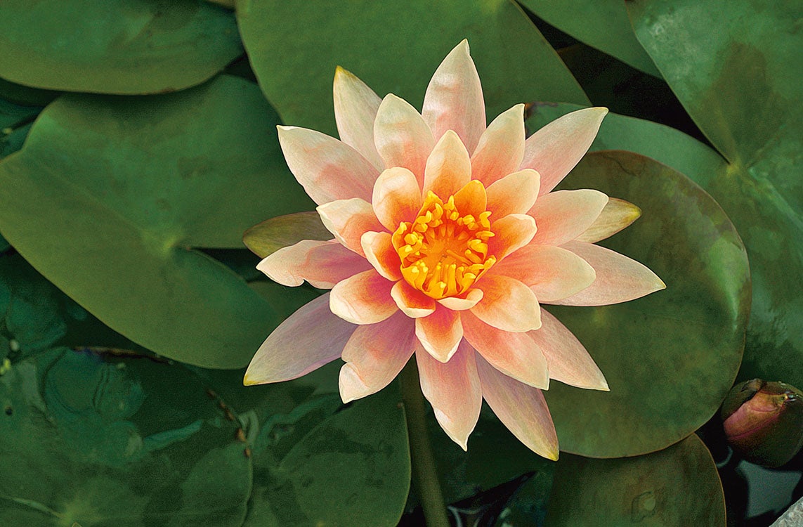 Waterlelie (Nymphaea 'Colorado' ) D 18 H 30 cm