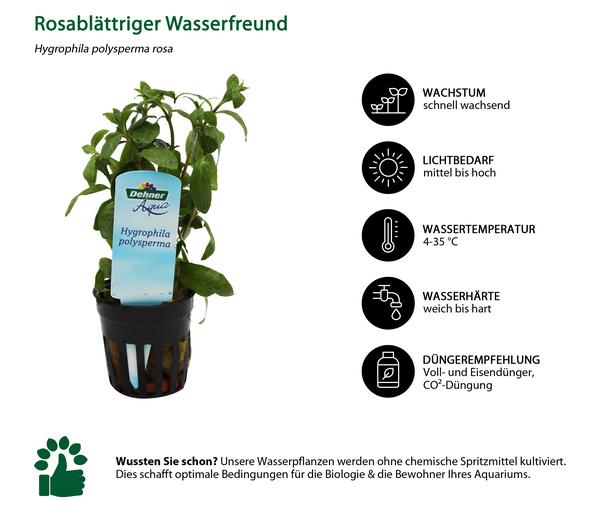 Dehner Aqua Rosablättriger Wasserfreund -