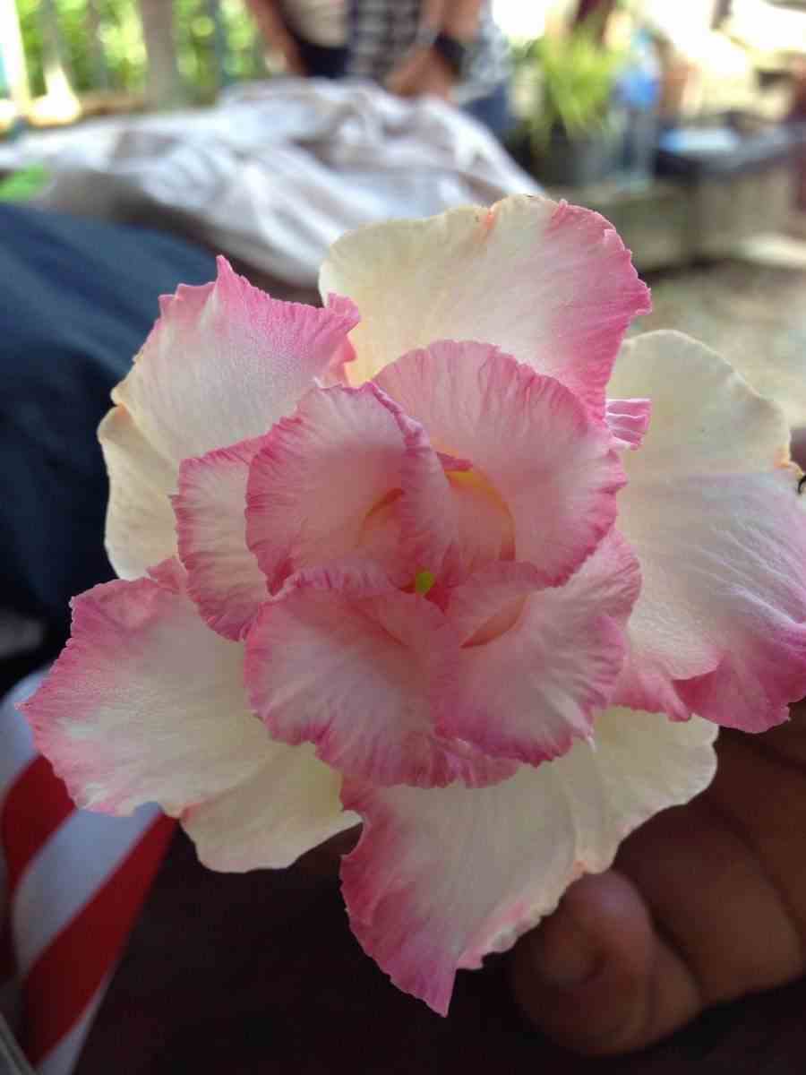 Adenium obesum cv.pinky pie blanc et rose - taille caudex d'environ 150g