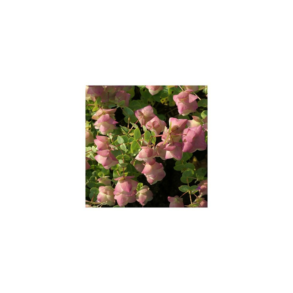 Origan kent beauty/origanum rotundifolium kent beauty[-]godet