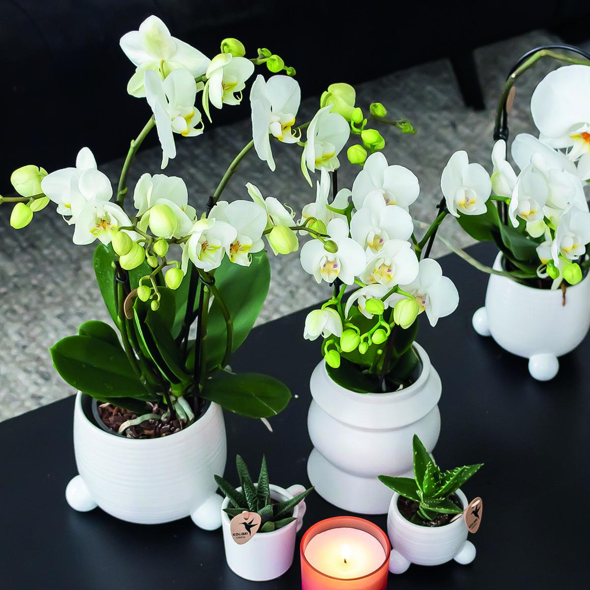 Plante d'intérieur - orchidée phalaenopsis blanche - lot de 2 35cm