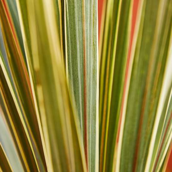 Cordyline australis 'Torbay Dazzler' : pot 3L