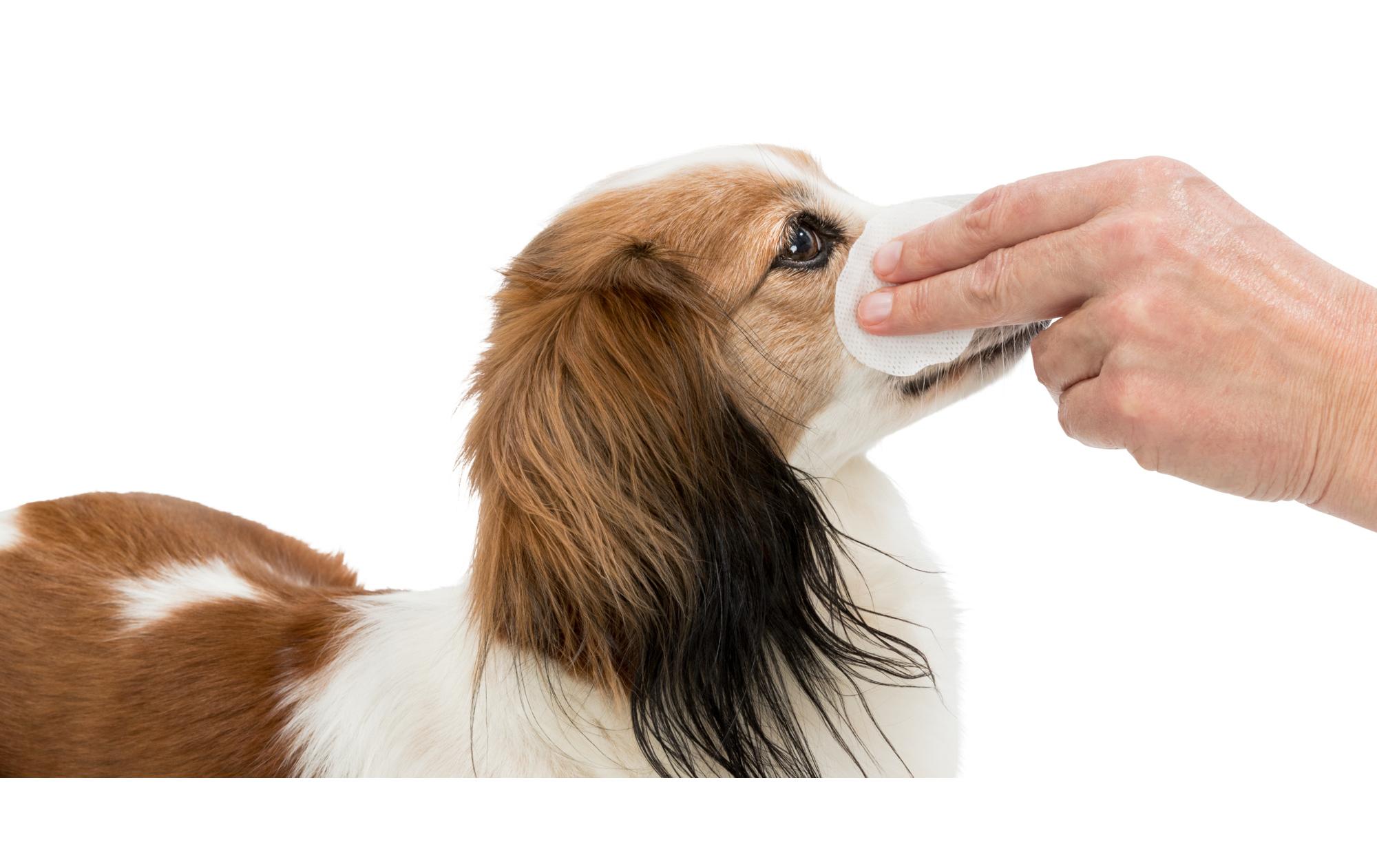 Augenreiniger Einweg-Pads, 100 StückAugenpflege für Hunde, Katzen und Kleintiere