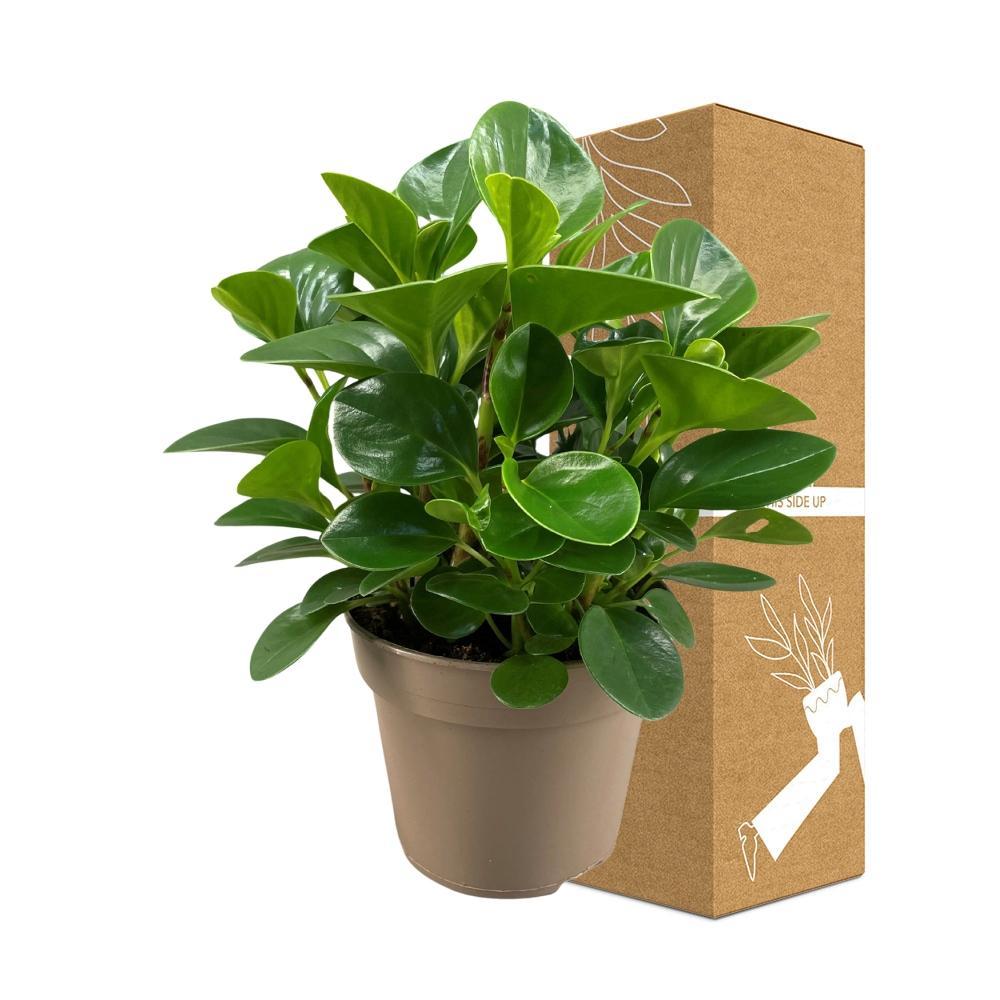 Plante d'intérieur - peperomia 'obtusifolia green gold' 30.0cm