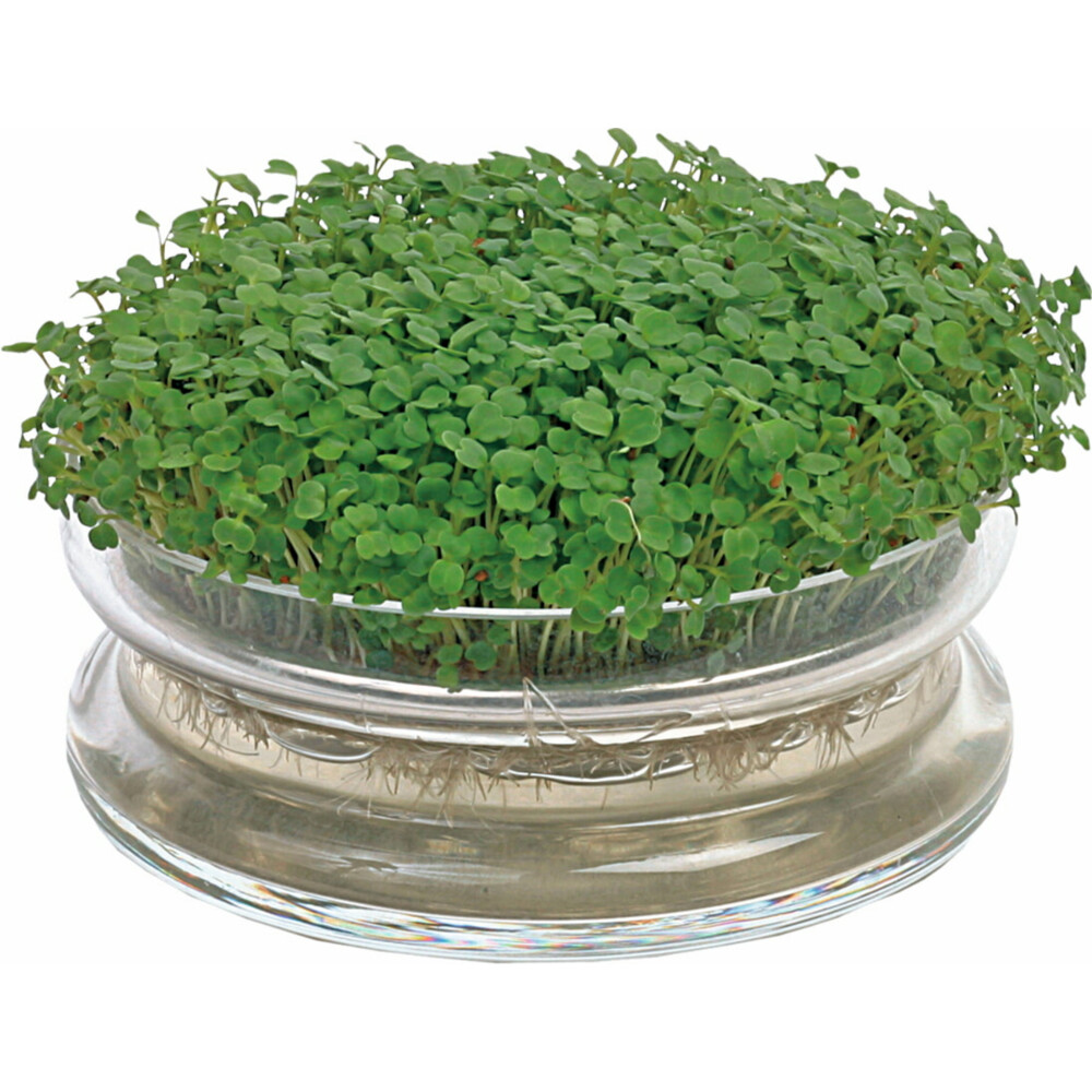 Buzzy Kweekset Glazen Bowl met Rucola Biologisch