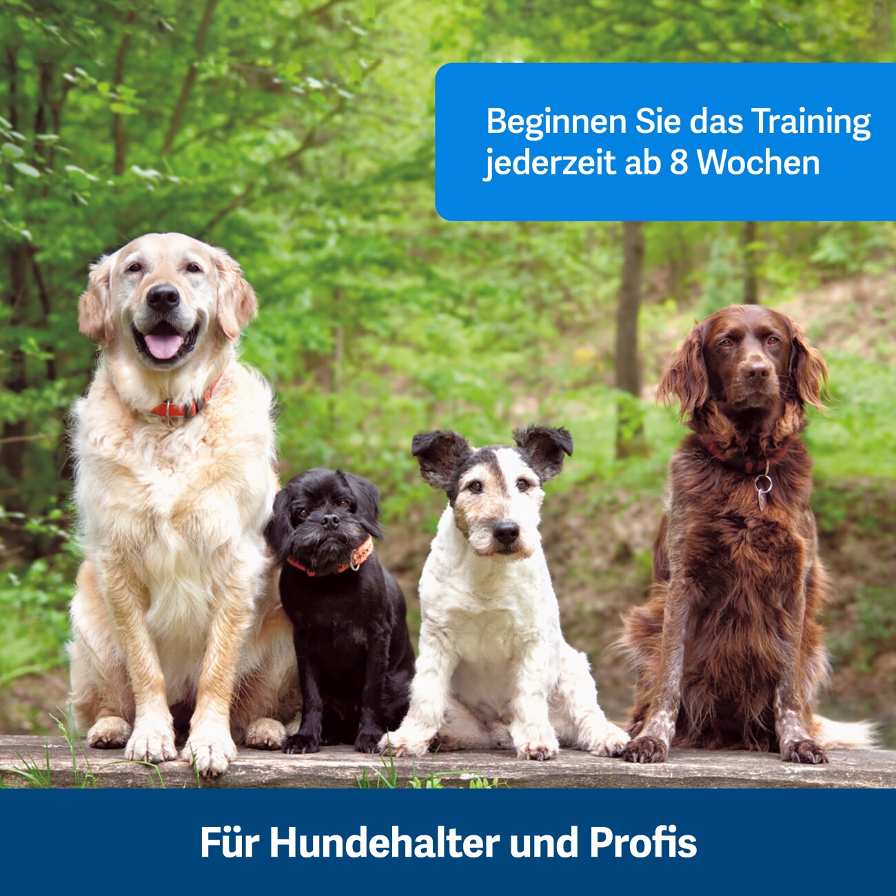 PetSafe Klicker zur Hundeerziehung Clik-R