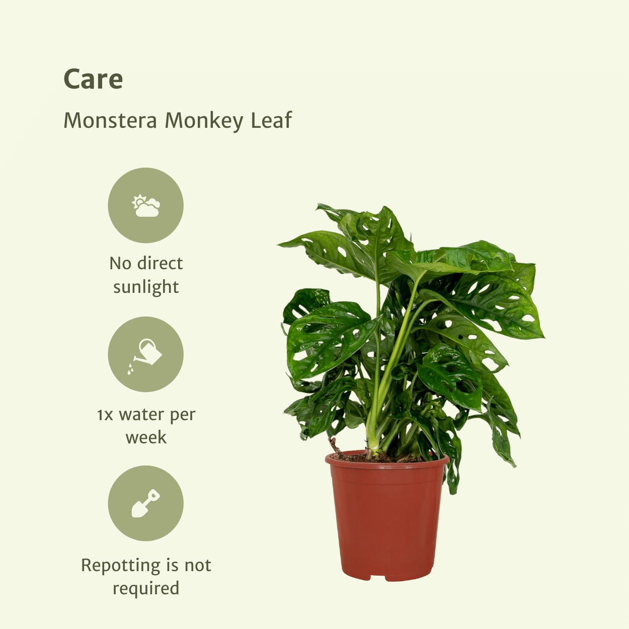 Plante d'intérieur - monstera monkey leaf - lot de 2 30cm